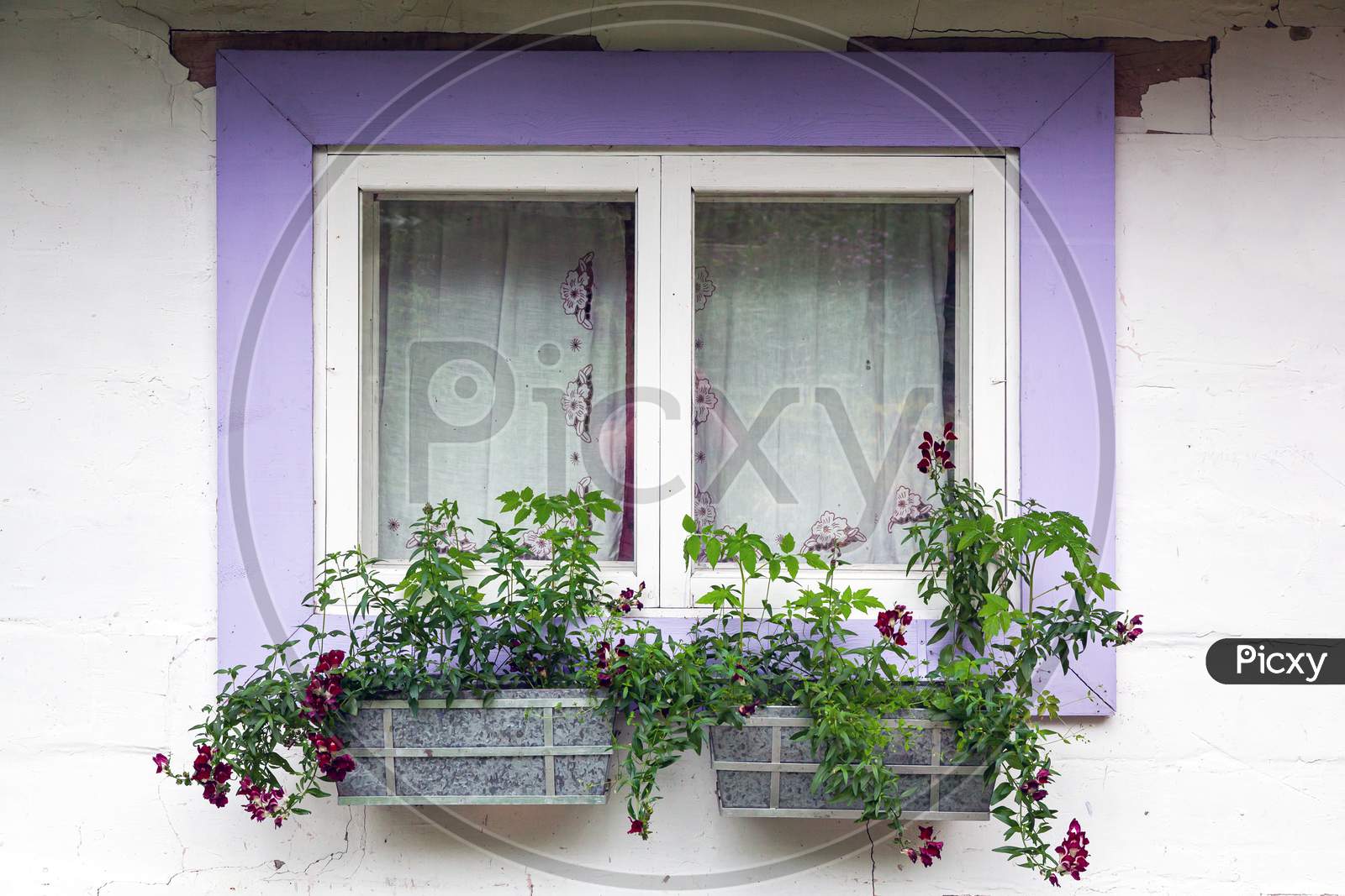 Close-Up Of A Charming Window Of A White Old House With Violet Wooden Shutters And Decorated With Pots Of Green Plants And Flowers