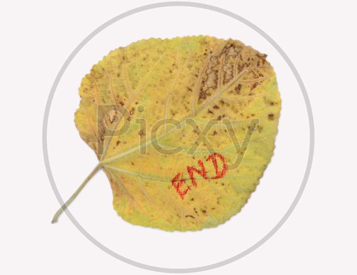 The Yellow Drilled Blue Berry Leaf Write The End Mental Health Awareness Concept Isolated On The White Background.