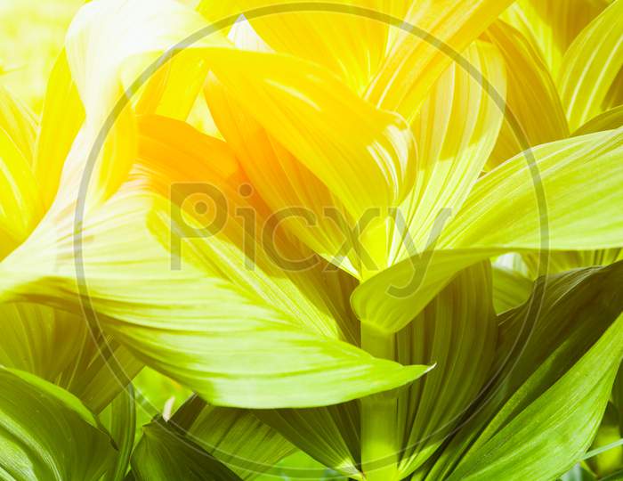 Close-Up Green Leaves Under The Bright Summer Sun. Plant Texture Pattern. Screensaver For Your Desktop With Natural Plants