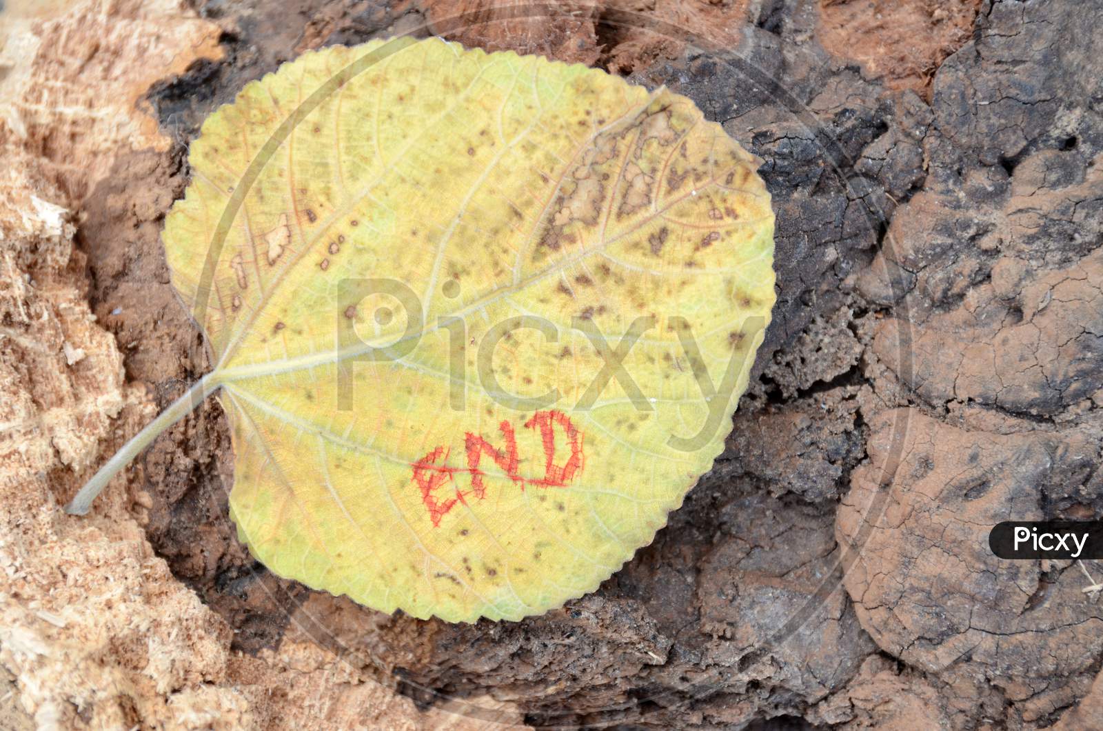 The Yellow Drilled Blue Berry Leaf Write The End Mental Health Awareness Concept On The Wooden Brown Background.