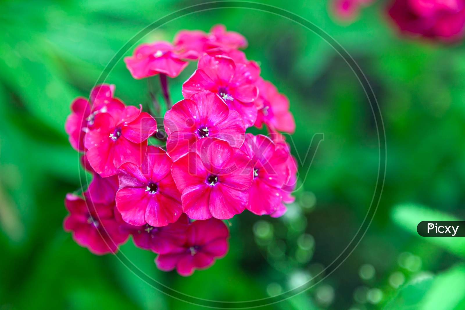 Close-Up Beautiful Fresh Pink Royal Phlox Flower On A Background Of Green Grass Grows In A Home Garden, Top View