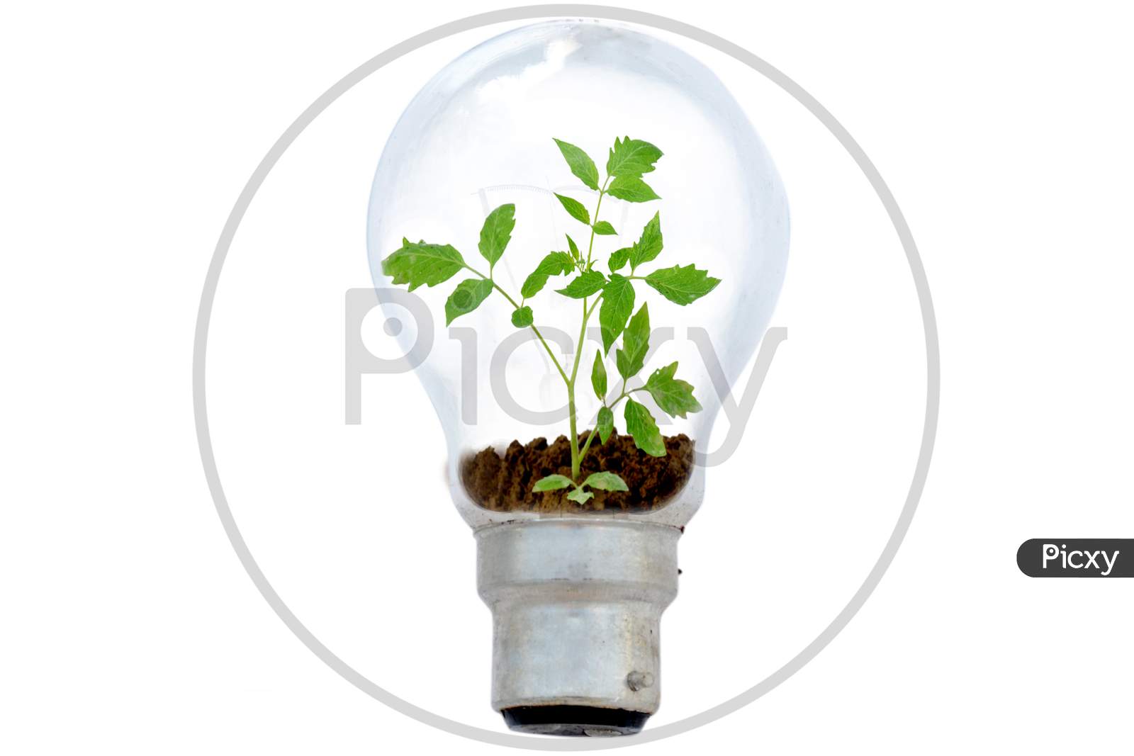 Tomato Plant Seedling In The Bulb Environment Conversation Concept Isolated On White .