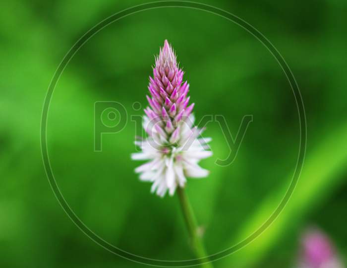Pink Chainese Wool Flower On Blurred Green Background . Celosia Argentea. Pink Cockscomb Flower.