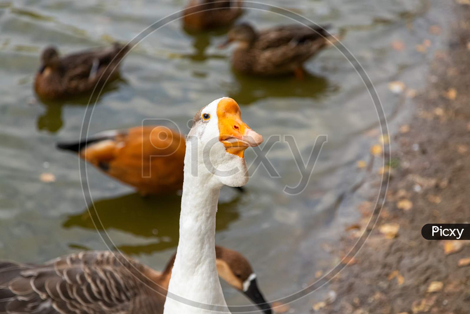 An Adult White Goose With A Brown Crest And A Yellow Beak Looks At The Camera Against The Background Of A Pond With Floating Brown Ducks. Portrait Of A Domestic Goose