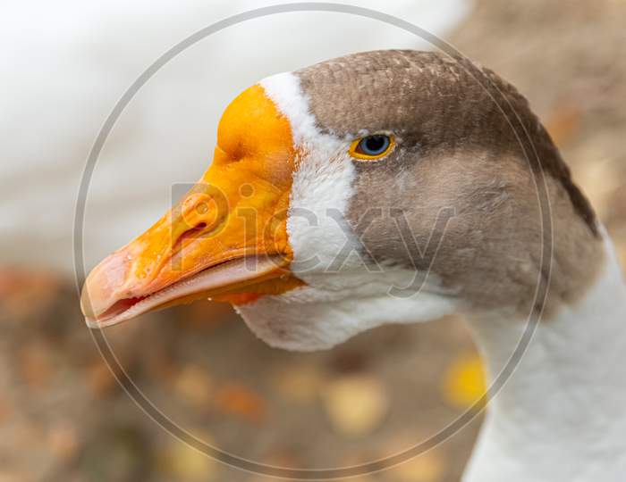 An Adult White Goose With A Brown Crest And A Yellow Beak Looks Away Against The Backdrop Of A Pond. Portrait Of A Domestic Goose