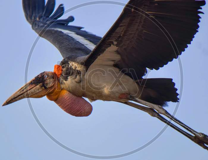 Greater Adjutant Stork