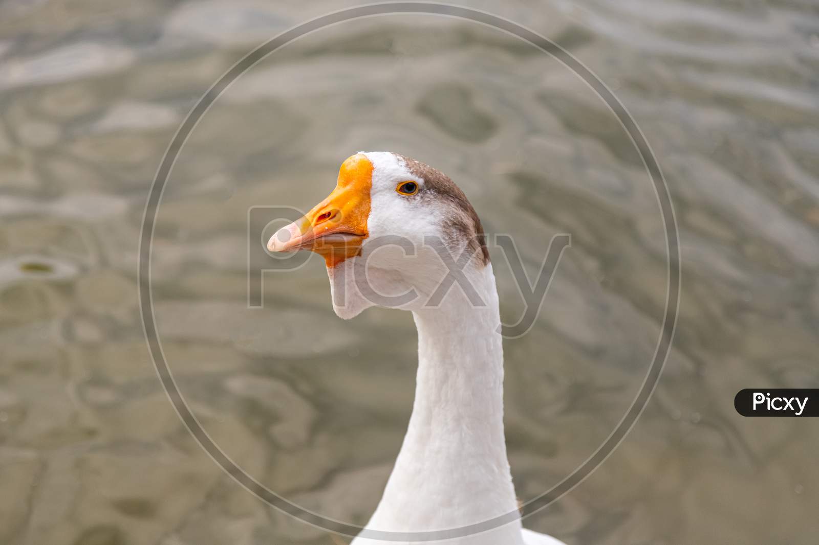 An Adult White Goose With A Brown Crest And A Yellow Beak Looks At The Camera Against The Backdrop Of A Pond. Portrait Of A Domestic Goose