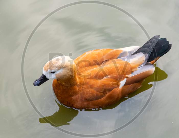 The Brown Duck Folded Its Wings And Swims Calmly In The Pond. Portrait Of A Duck