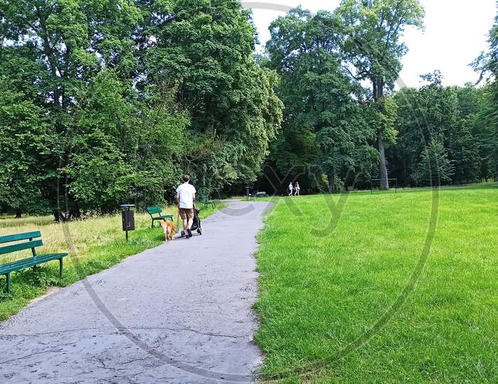 A Rear Shot Of An Adult Man Walking His Pet Dog And A Child Trolley In The Green Park On A Street During Summer. Krakow, Poland, Europe