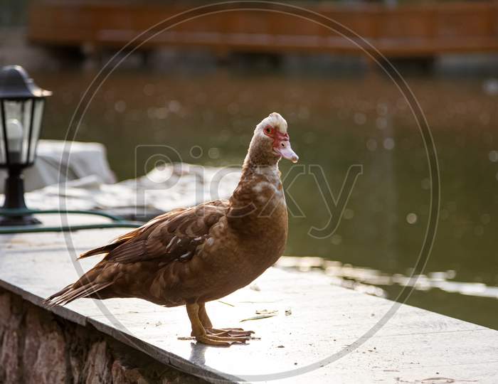 An Adult Brown Musky Duck With A Red Face Looks At The Camera And Walks Near A Large Pond, In The Background A Lantern. Portrait Of A Duck