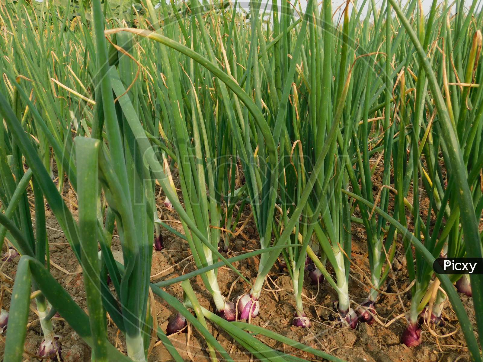 Image of Beautiful onion plants on the farm.Green onions growing in the ...