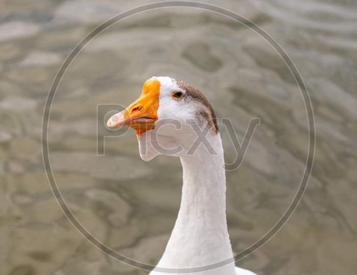 An Adult White Goose With A Brown Crest And A Yellow Beak Looks At The Camera Against The Backdrop Of A Pond. Portrait Of A Domestic Goose