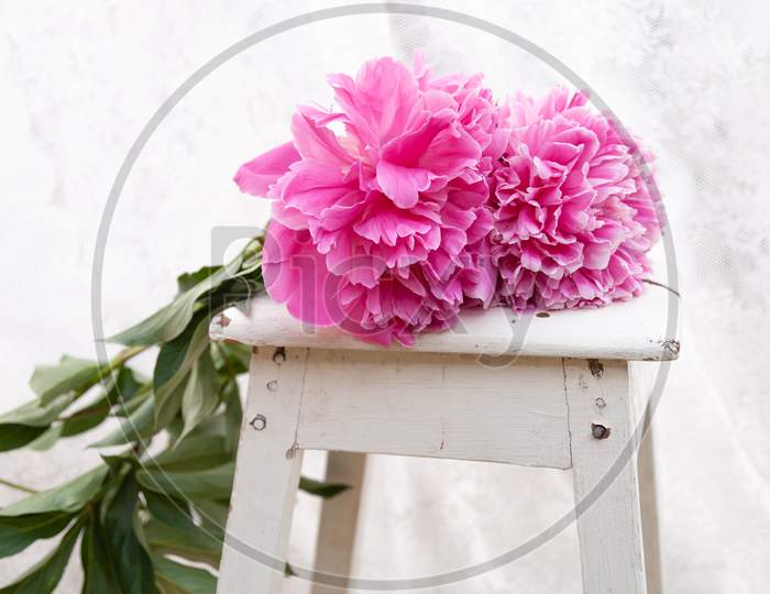 Close-Up Beautiful Bouquet With Large Flowers Peonies, Just Cut, Lies On A Vintage White Stool Against The Backdrop Of Curtains. Romantic Pink Flower Bouquet