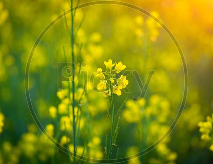 Mustard yellow flowers blooming in agriculture field at sunset