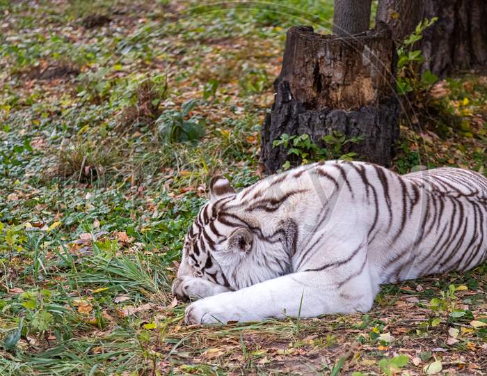A Large Large White Tiger Sleeps Calmly In A Beautiful Autumn Forest. Dangerous Tiger Resting Peacefully