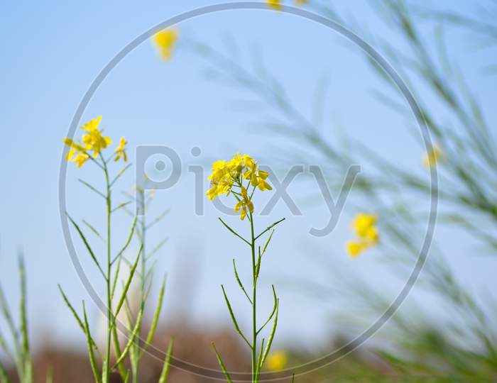 Mustard yellow flowers blooming in agriculture field