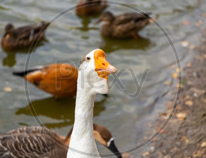An Adult White Goose With A Brown Crest And A Yellow Beak Looks At The Camera Against The Background Of A Pond With Floating Brown Ducks. Portrait Of A Domestic Goose