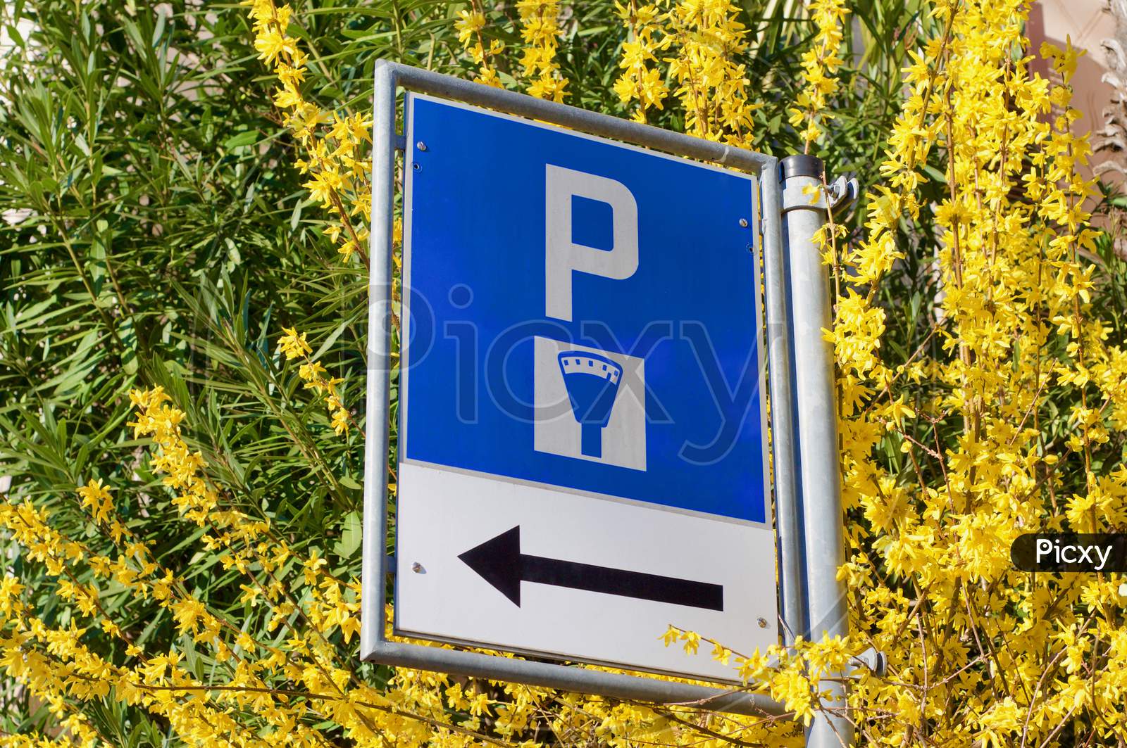 Swiss Street Parking Sign Surrounded By Forsythia Flowers