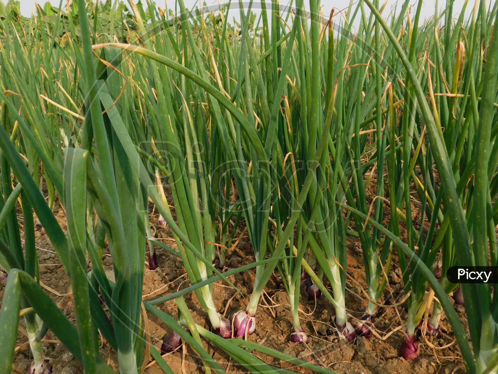 Image of Beautiful onion plants on the farm.Green onions growing in the ...