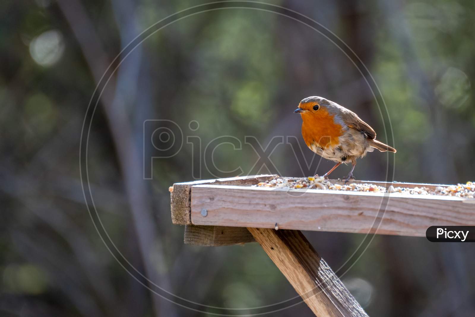 Close-Up Of An Alert Robin Standing On Wooden Table