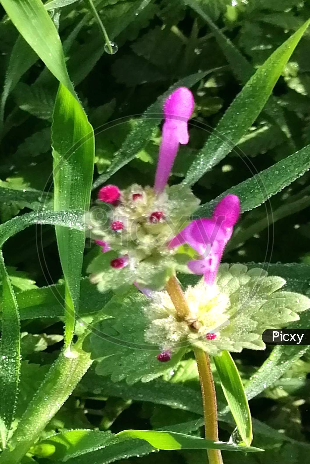 Pollinator flower