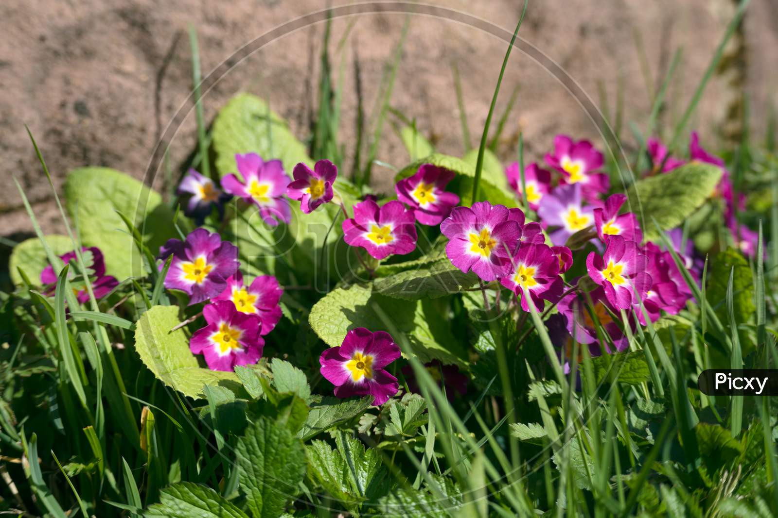 A Group Of Pink Primroses Flowering In The Spring Sunshine