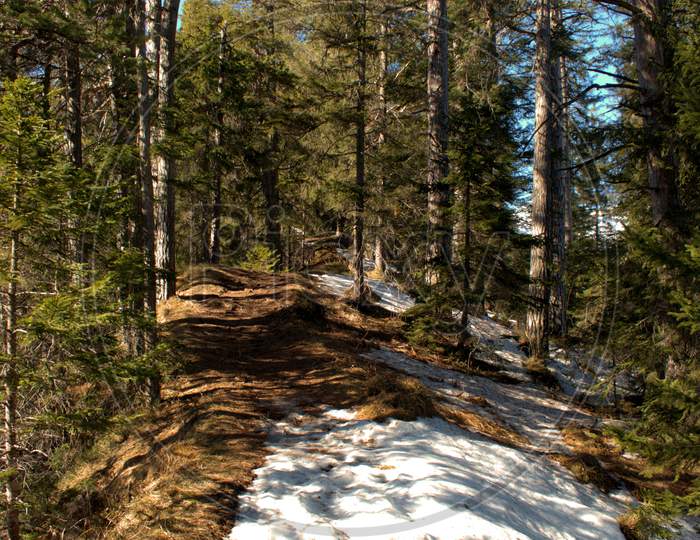 Winter In A Forest Near Flims In Switzerland 20.2.2021