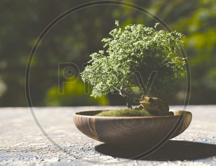 Bonsai Plants