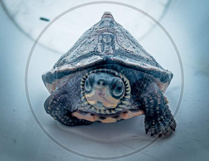 Turtle nature animal photography
