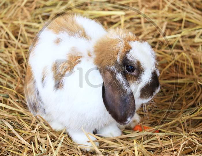 Cute White Brown Rabbit On The Grass Or Straw