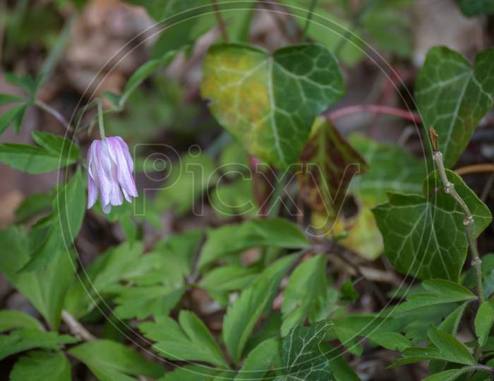 Crowfoot (Anemone Nemora) One Of The First Wild Flowers To Emerge In Springtime