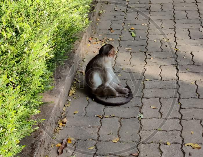 A Monkey Sitting In A Garden Near The Grasses
