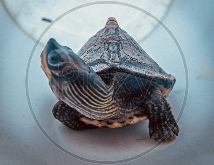 Turtle neck photography