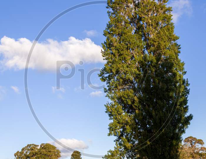 Tall Poplar Tree In The Matakohe Countryside