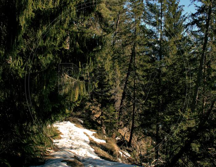 Winter In A Forest Near Flims In Switzerland 20.2.2021