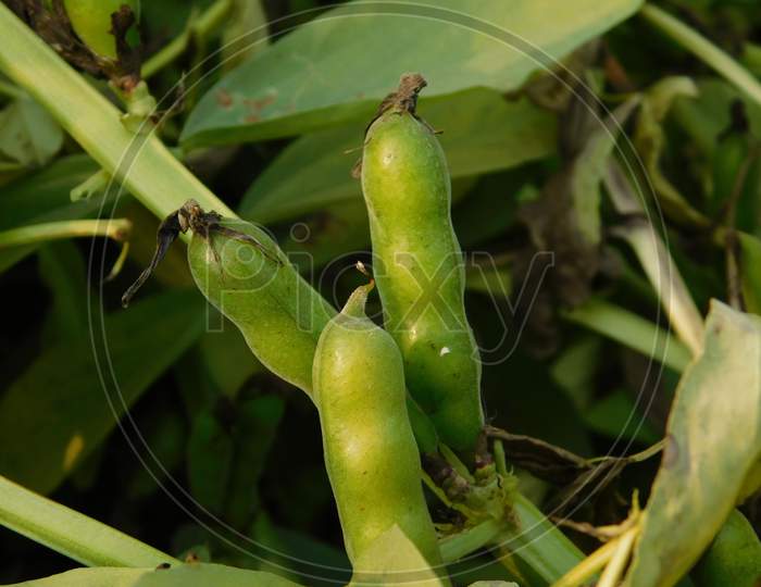 Broad bean plants in flower, variety Witkiem Manita, Vicia Faba also known as field bean, fava, bell, horse, windsor, pigeon and tic bean. closeup of broad beans plant in bloom