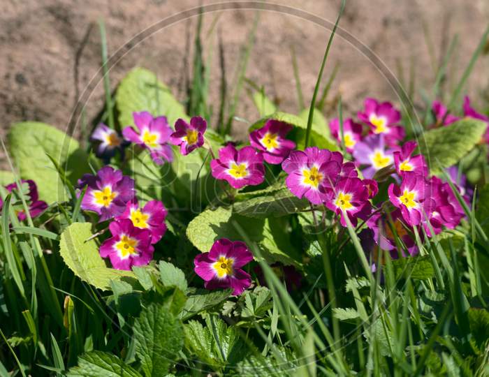 A Group Of Pink Primroses Flowering In The Spring Sunshine