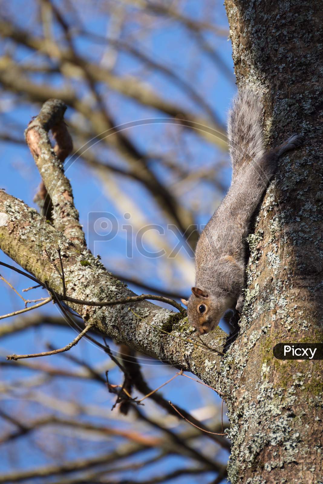 Grey Squirrel (Sciurus Carolinensis)  Watching From A Tree