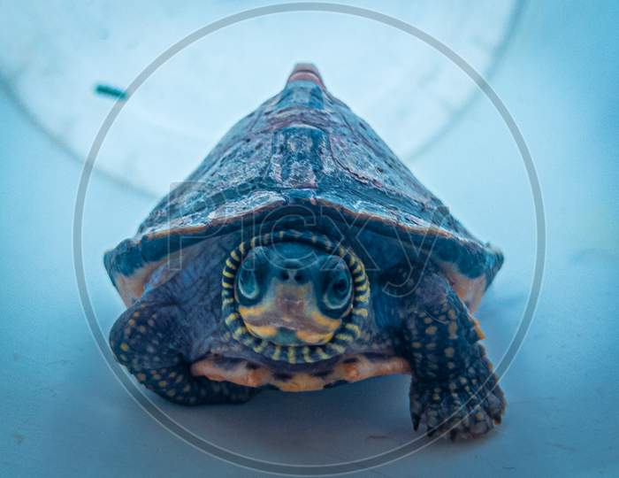 Clear turtle photography