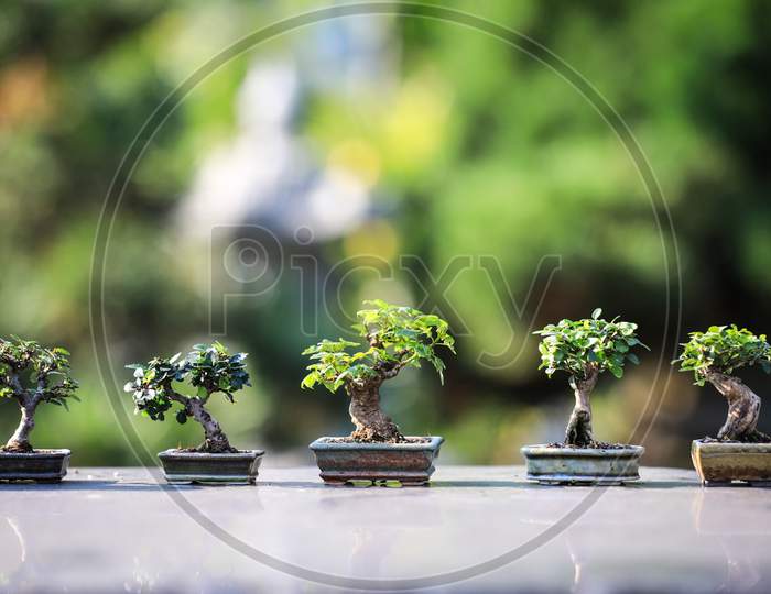 Bonsai Plants