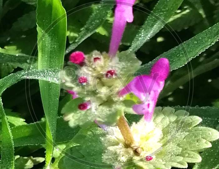 Pollinator flower
