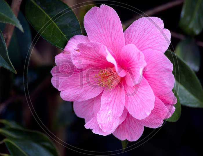 Pink Camellia In Full Bloom In Springtime