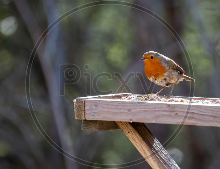 Close-Up Of An Alert Robin Standing On Wooden Table