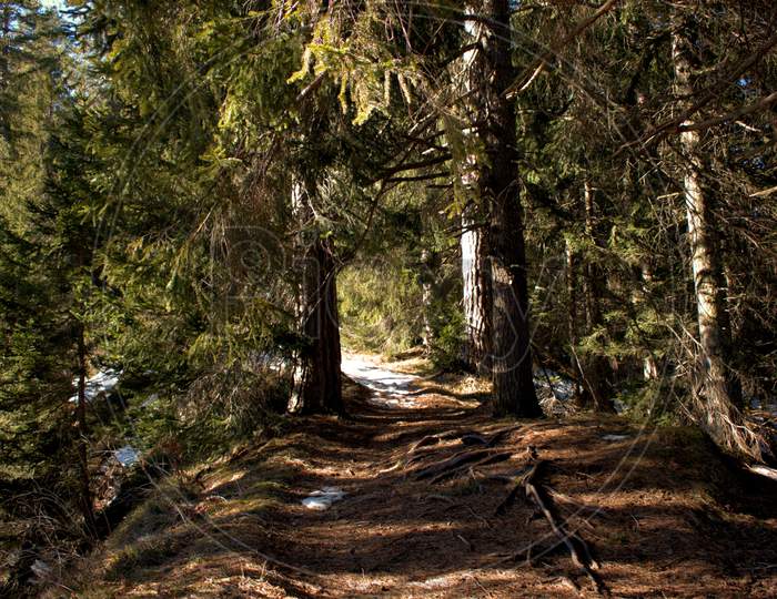 Walking Through A Forest Near Flims In Switzerland 20.2.2021