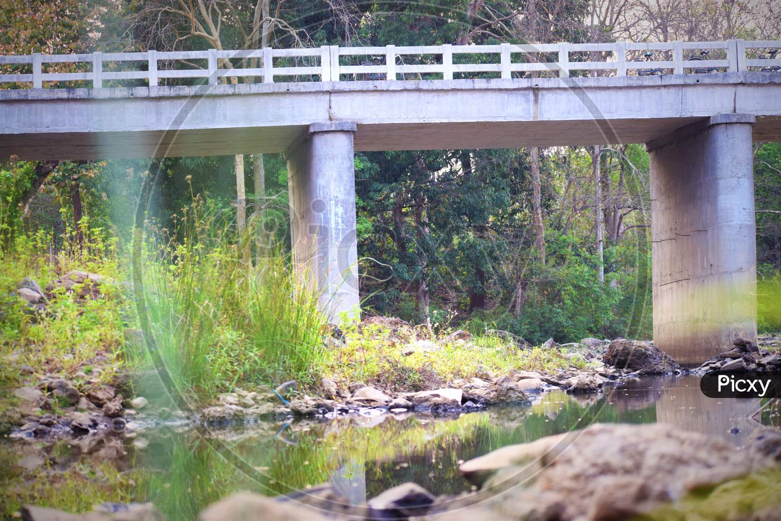 bridge, tree grass, water, natural landscape