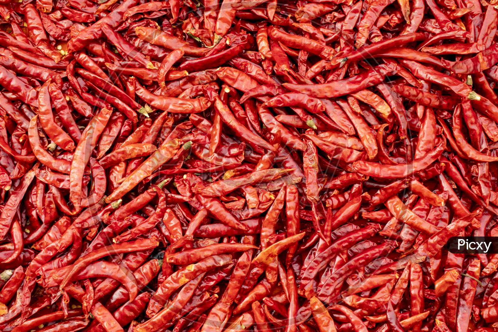 Dried Red Chilis Kept For Drying.