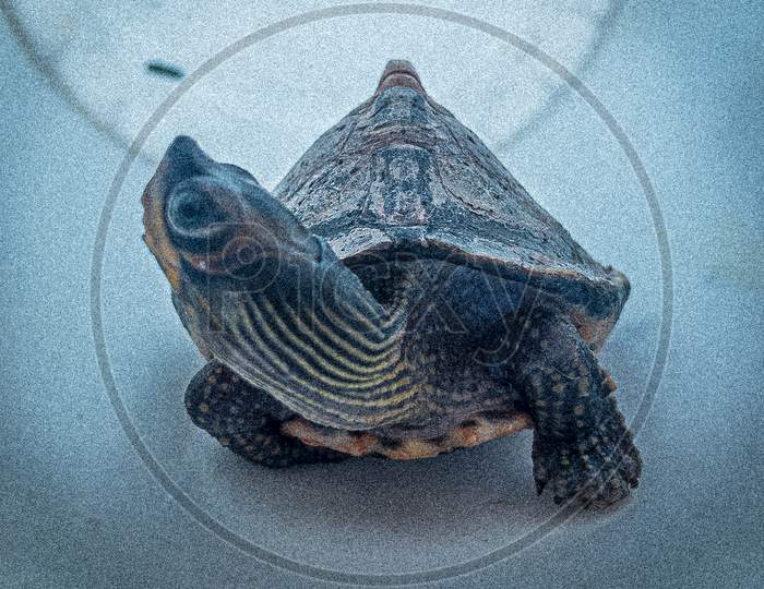 Turtle portrait photography