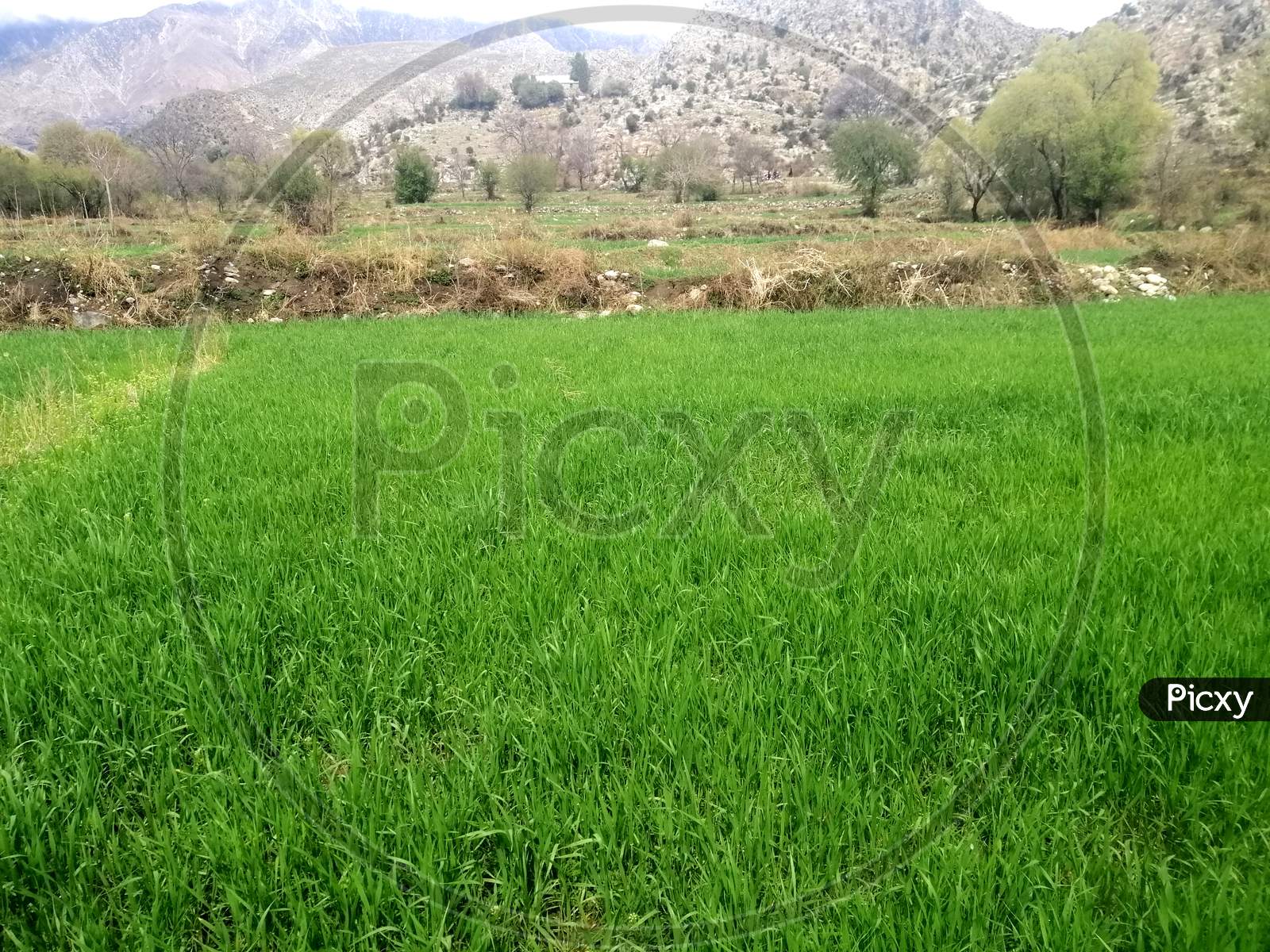 agriculture grass