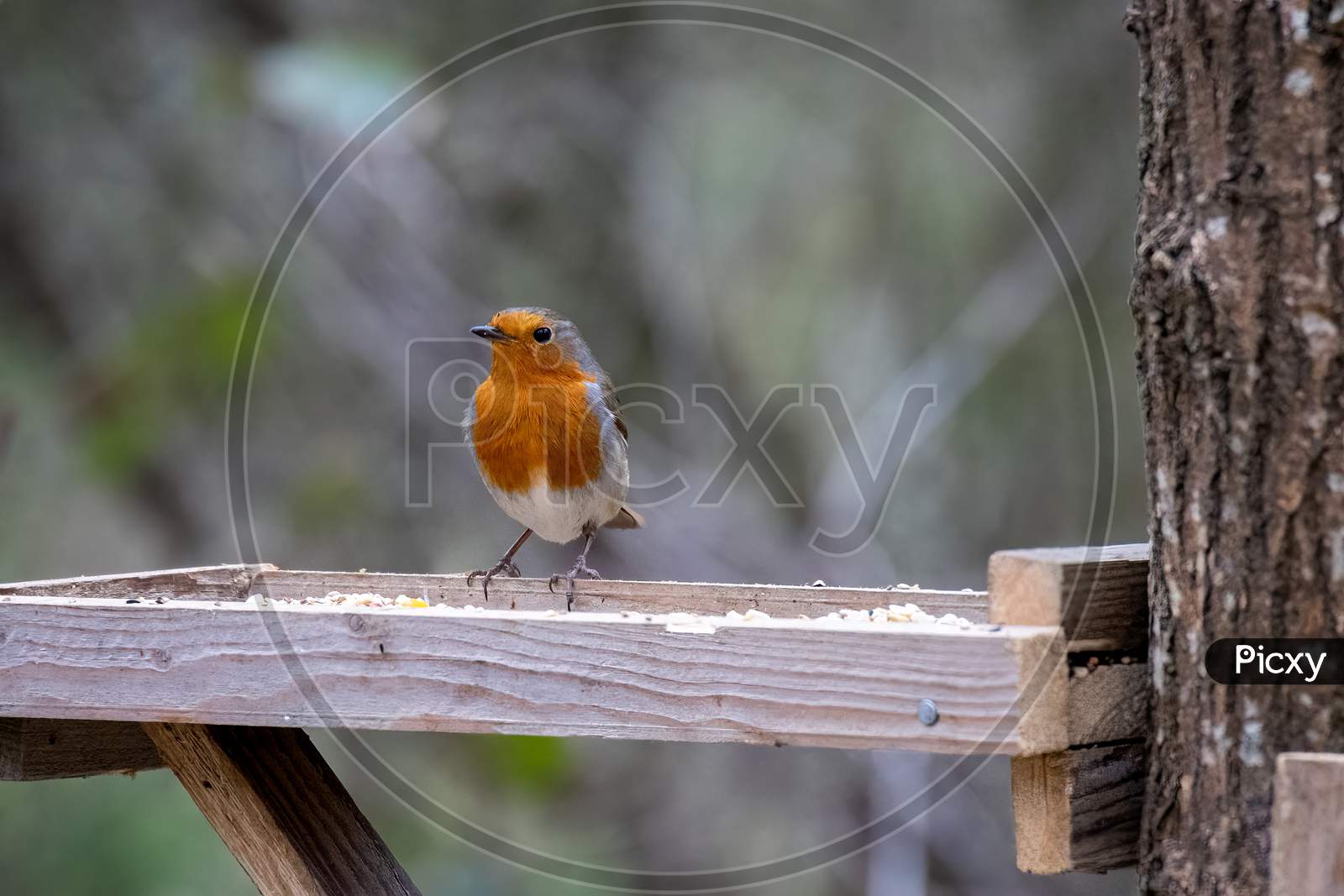 Close-Up Of An Alert Robin Standing On A Wooden Table