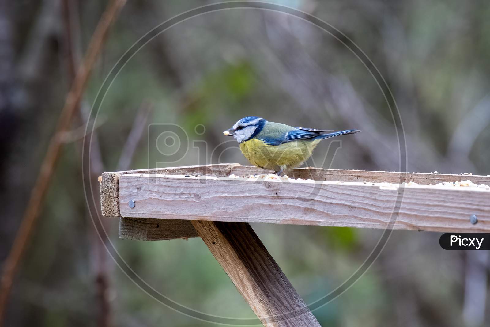 Blue Tit On A Wooden Table With A Seed In Its Beak